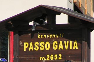 Passo Gavia